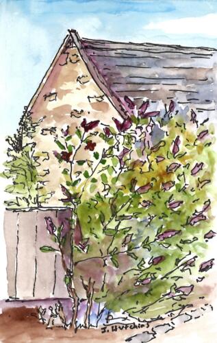Butterfly Bush, 4x6 Watercolor, SOLD